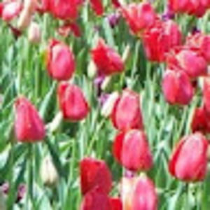 Meet your Posher, Naomi